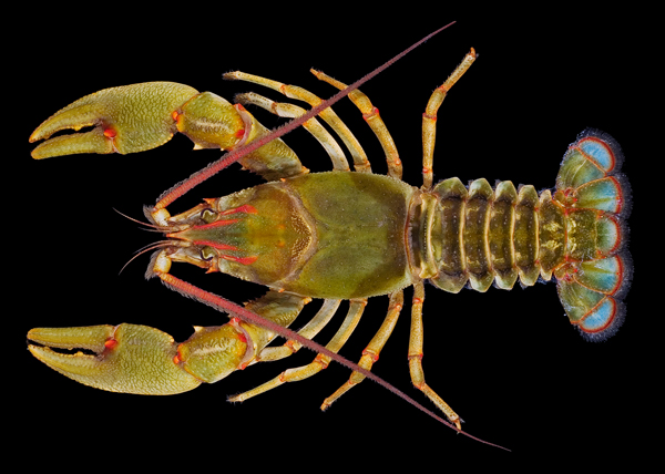 Crayfish.jpg