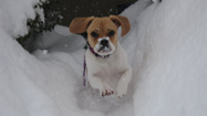 Pictures: Connecticut Pets In The Snow Storm
