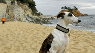 Tips for bringing Fido along on the family vacation