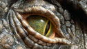 Eye of a tyrannosaurus rex model - copyright The Natural History Museum, London