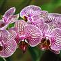 The Ottawa Orchid Society show will be setting up for their big annual show over Easter weekend, featuring international orchid breeders, thousands of orchids and artwork.