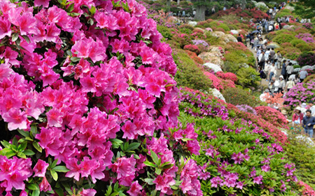 Blooming azalea fascinate visitors in Tokyo 