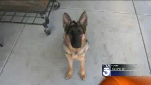 Time Lapse Shows German Shepherd Grow From Puppy To 1-Year