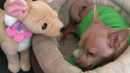 Dog won't share with stuffed toy