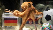 Pictures: The life and death of Paul the Octopus