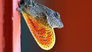 Florida's lizards:  The Anole