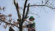 Laws vary in dealing with neighbor's tree branches