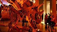 Natural History Museum's First Fridays series: caught between rock and bones