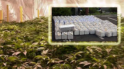 Massive Pot Growing Operation Discovered in Industry
