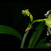 Amaryllis Bloom by nebarnix