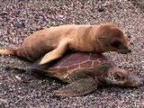 Image: A baby seal riding on a turtle