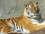 tiger-zoo.jpg