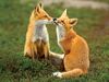 Photo: two foxes
