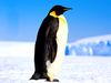 Photo: an emperor penguin walking