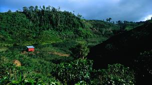 A plantation in the green hills of Cartago