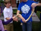 A boy looks unsure of the coiled snake in front of him at the Swedish Days festival, which took place June 21 through June 26 in downtown Geneva. Photo submitted by Laura Rush, Geneva Chamber of Commerce