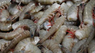 WTO rejects U.S. anti-dumping tariffs on Vietnam shrimp