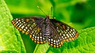 Volunteers try to restore Maryland's vanishing butterfly