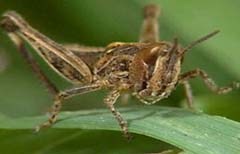 Locust Plague