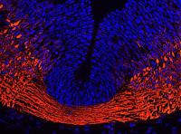 beta III Tubulin in mouse embryo: ab78078