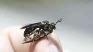 Insect is early warning system for emerald ash borer