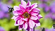 How to keep dahlias blooming in the garden