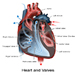 Thumbnail aortic stenosis and the heart valves picture