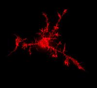 Primary Neuron labelled using Alexa 488-Phalloidin conjugate