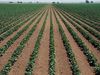 Photo: Soybean crop rows