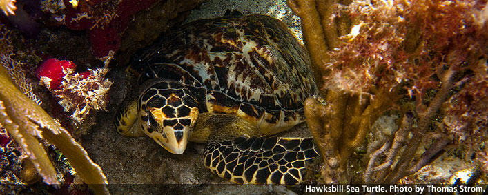 Hawksbill Sea Turtle. Photo by Thomas Strom.
