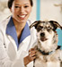 Veterinarian in exam room with dog