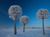 Photo: Snow-covered trees in Kaunas, Lithuania