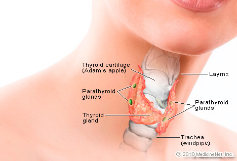 Illustration of thyroid