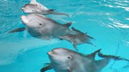 The shallow waters of dolphin therapy claims