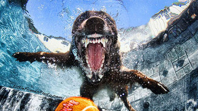 Incredible Underwater Dogs [PHOTOS]