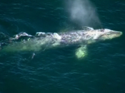 Rescuers attempt to free tangled whale
