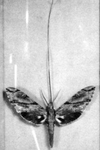 Monochrome photograph of a moth with a very long proboscis, laid out for scientific display.