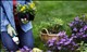 May gardening checklist
