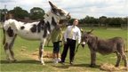 Miss Ellie, an American Mammoth Jackstock Donkey
