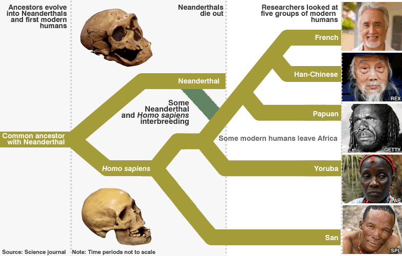 Human and Neanderthal interbreeding