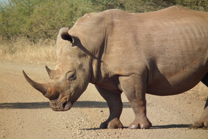 A two-tonne white rhino. Photo / P.K. Stowers