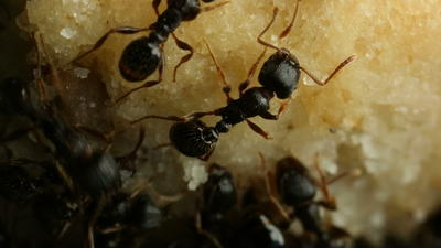 Ants: Up close and personal