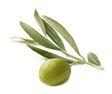 Olive teaser 