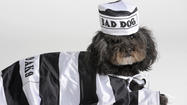12 great Halloween costumes for pets [Pictures]