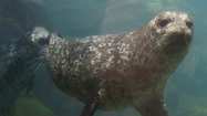 Bixby the seal pup