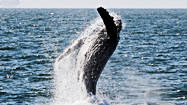 52% off whale watching 