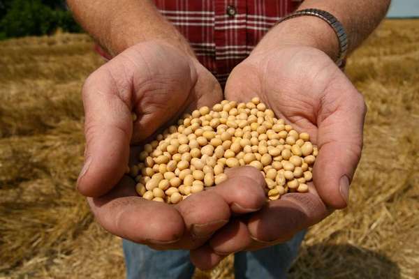 Genetically engineered soybeans