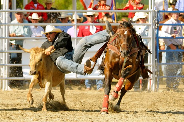 A cowboy dismounts off his horse to wrestle down a steer during the 2011 Rancho Mission Viejo Rodeo. Photo by Scott Schmitt