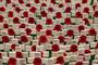 A Field Of Crosses Is Created Ahead Of Remembrance Day