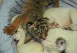Newborn Tiger Cubs Play with White Lions At Crimean Zoo